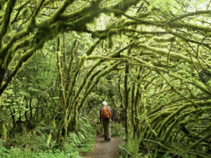 Hiker on the NW Timber Trail, photo courtesy Patch.com